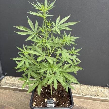 Banana purple punch & Sour jealousy auto