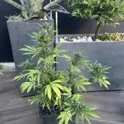 Banana purple punch & Sour jealousy auto