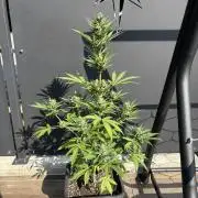 Banana purple punch & Sour jealousy auto