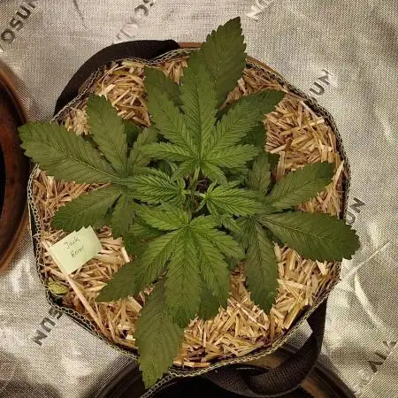 Jack Herer Auto - Fast Buds