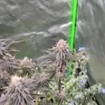 The Nug Hut
