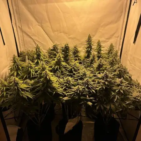 Germangrower