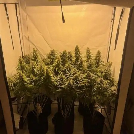 Germangrower