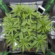 Mini-ScrOG on 40cm x 40cm (Shaman by DP)