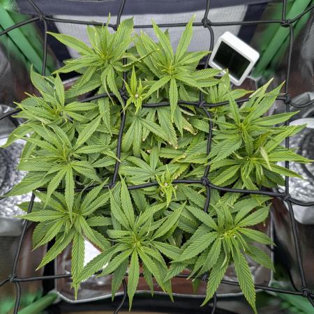 Mini-ScrOG on 40cm x 40cm (Shaman by DP)
