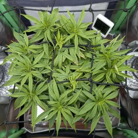 Mini-ScrOG on 40cm x 40cm (Shaman by DP)