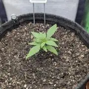 Shaman by Dutch Passion