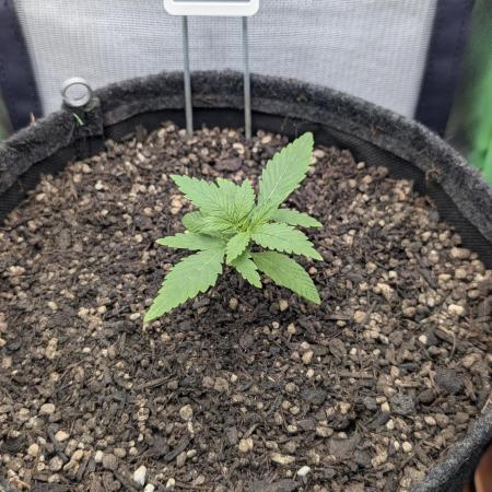 Shaman by Dutch Passion
