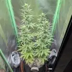 mainlining Jack Herer on 40x40cm