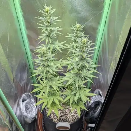 mainlining Jack Herer on 40x40cm