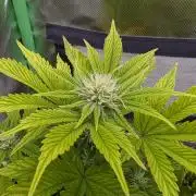 Sauvignon Blanc & Auto Skywalker Haze