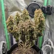 Shaman - ScrOG on 40x40cm