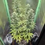 mainlining Jack Herer on 40x40cm