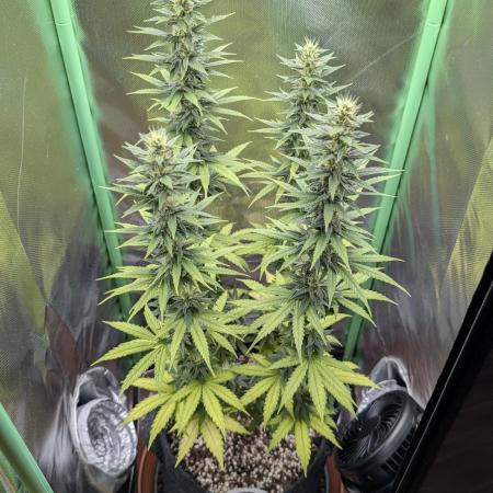 mainlining Jack Herer on 40x40cm