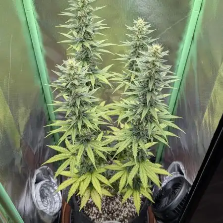 mainlining Jack Herer on 40x40cm
