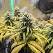 Shaman - ScrOG on 40x40cm