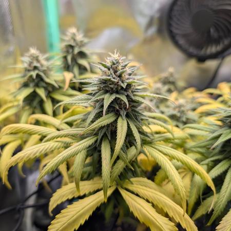 Shaman - ScrOG on 40x40cm