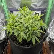 Shaman by Dutch Passion