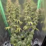 mainlining Jack Herer on 40x40cm