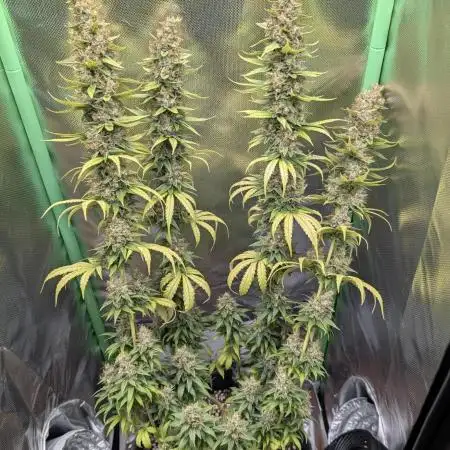 mainlining Jack Herer on 40x40cm