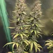 mainlining Jack Herer on 40x40cm