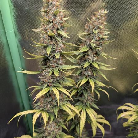 mainlining Jack Herer on 40x40cm