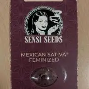 Mexican Sativa on 40x40cm