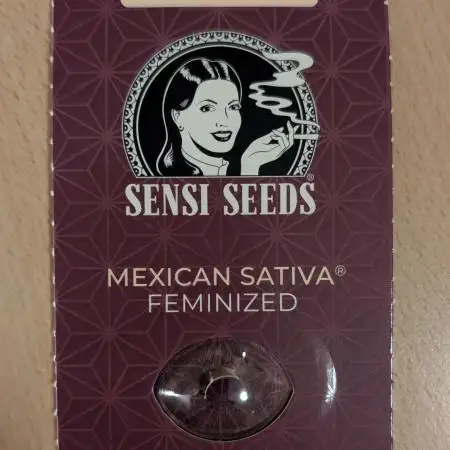 Mexican Sativa on 40x40cm