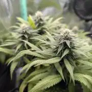 Shaman - ScrOG on 40x40cm