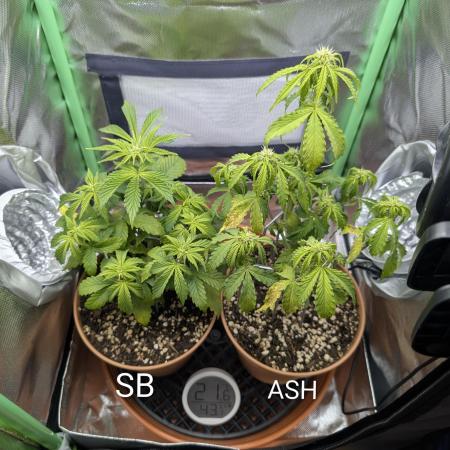 Sauvignon Blanc & Auto Skywalker Haze