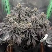Mexican Sativa on 40x40cm