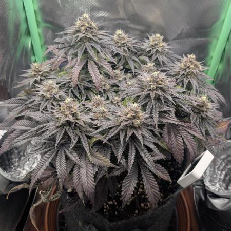 Mexican Sativa on 40x40cm