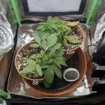 Sauvignon Blanc & Auto Skywalker Haze