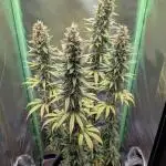 mainlining Jack Herer on 40x40cm