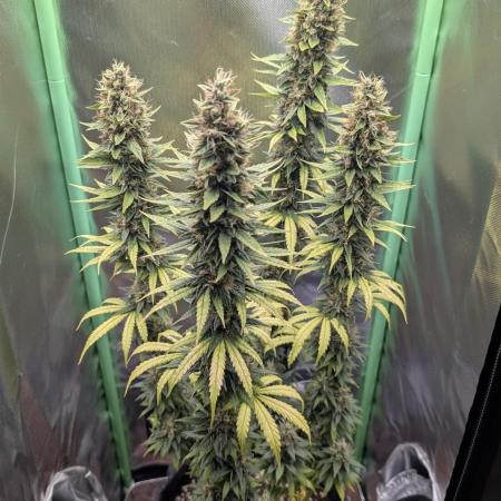 mainlining Jack Herer on 40x40cm