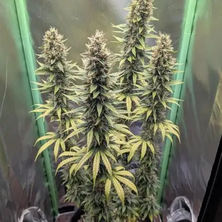 mainlining Jack Herer on 40x40cm