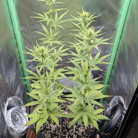 mainlining Jack Herer on 40x40cm