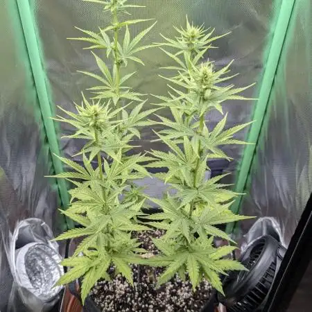 mainlining Jack Herer on 40x40cm