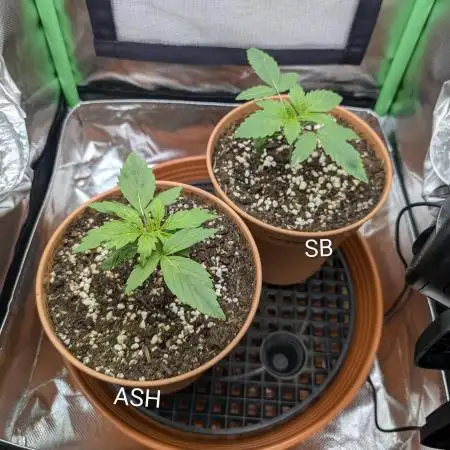 Sauvignon Blanc & Auto Skywalker Haze