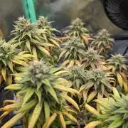 Shaman - ScrOG on 40x40cm