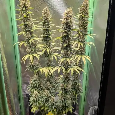 mainlining Jack Herer on 40x40cm