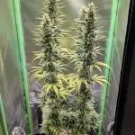mainlining Jack Herer on 40x40cm