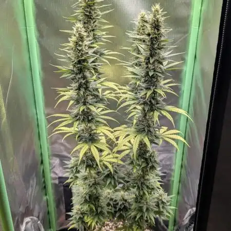 mainlining Jack Herer on 40x40cm