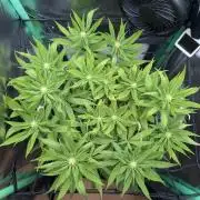 Mini-ScrOG on 40cm x 40cm (Shaman by DP)