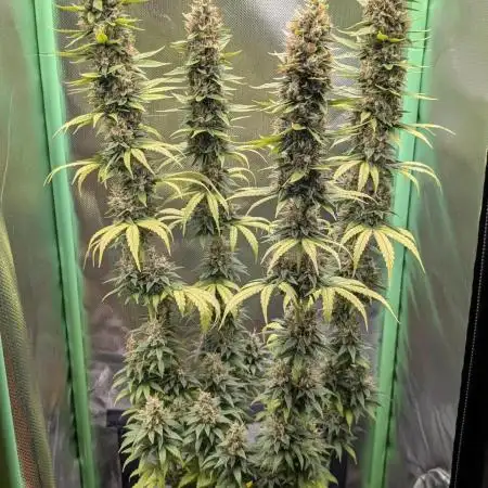 mainlining Jack Herer on 40x40cm