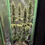 mainlining Jack Herer on 40x40cm