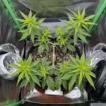 mainlining Jack Herer on 40x40cm