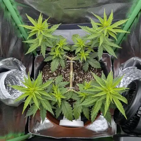 mainlining Jack Herer on 40x40cm