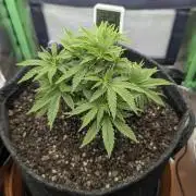 Shaman by Dutch Passion