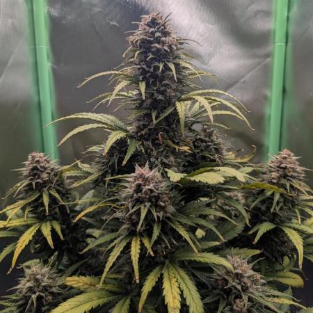 Gnomo Auto - FIMing an autoflower